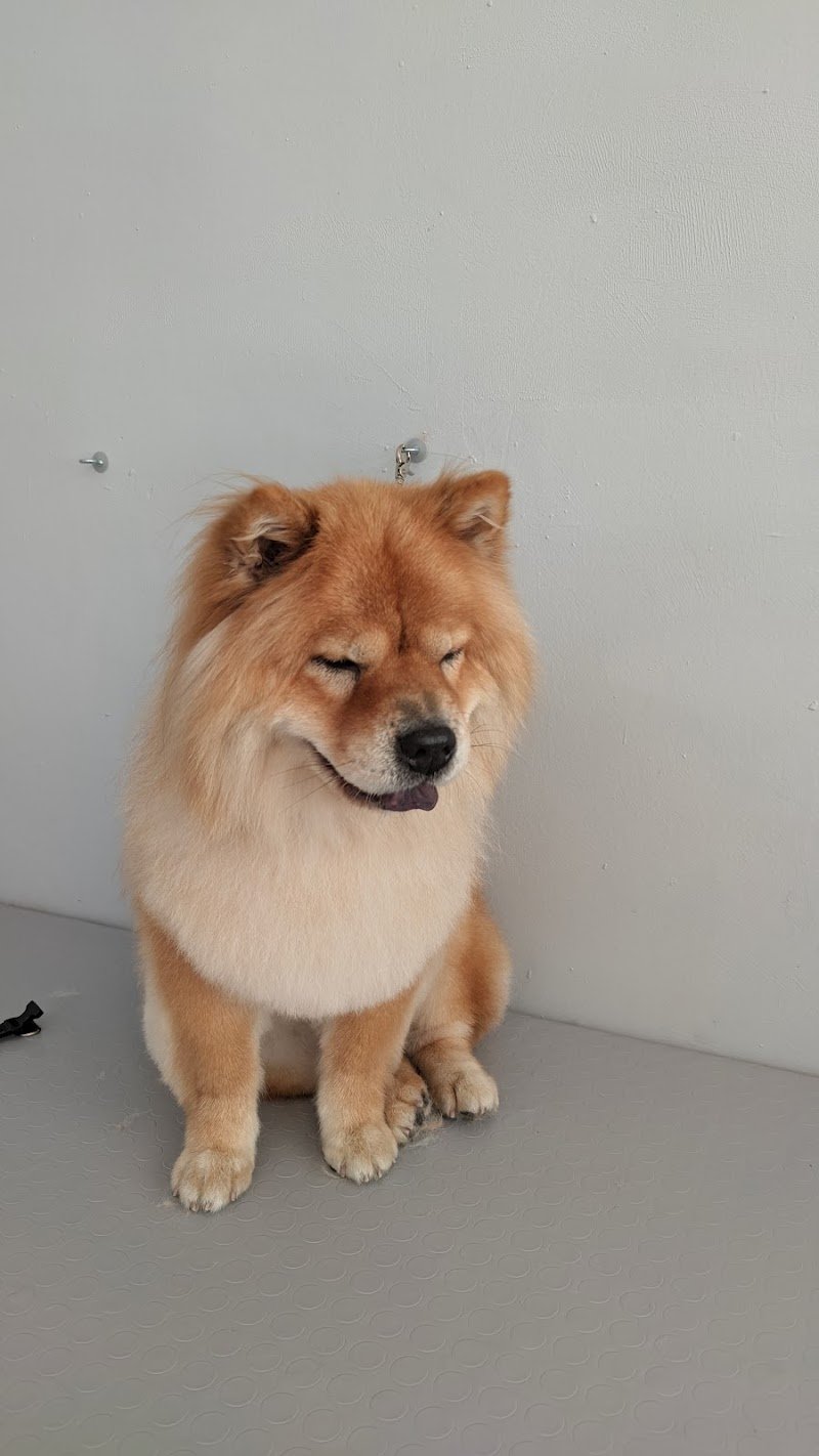 Toelettatura Gli Amici di Evelin - Foto 3