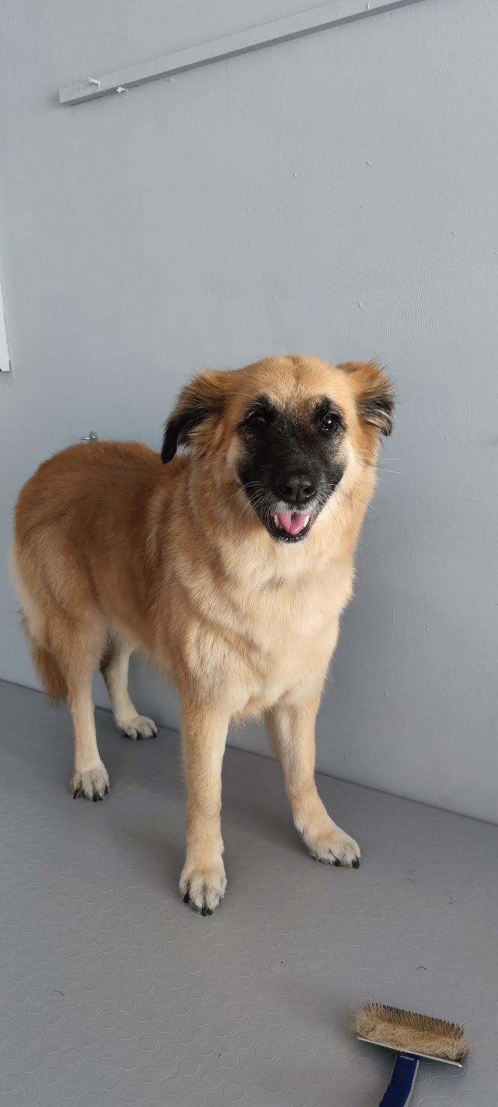 Toelettatura Gli Amici di Evelin - Foto 4