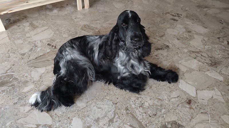 Toelettatura Gli Amici di Evelin - Foto 5