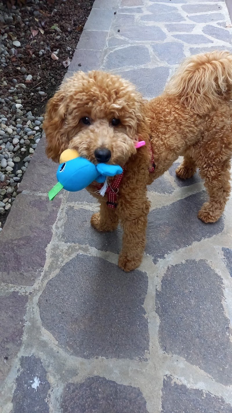 Toelettatura Gli Amici di Evelin - Foto 6