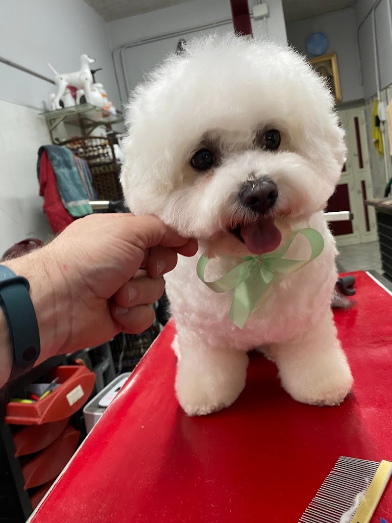 Toelettatura Gli Amici di Melindo - Foto 1