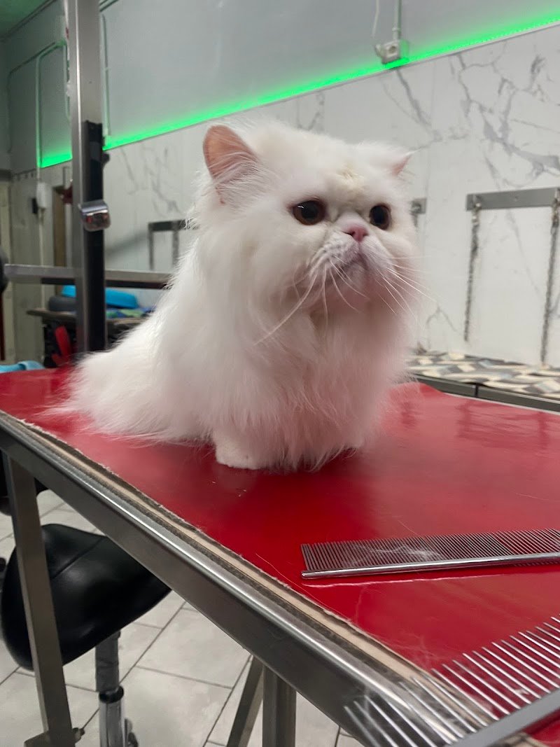 Toelettatura Gli Amici di Melindo - Foto 2