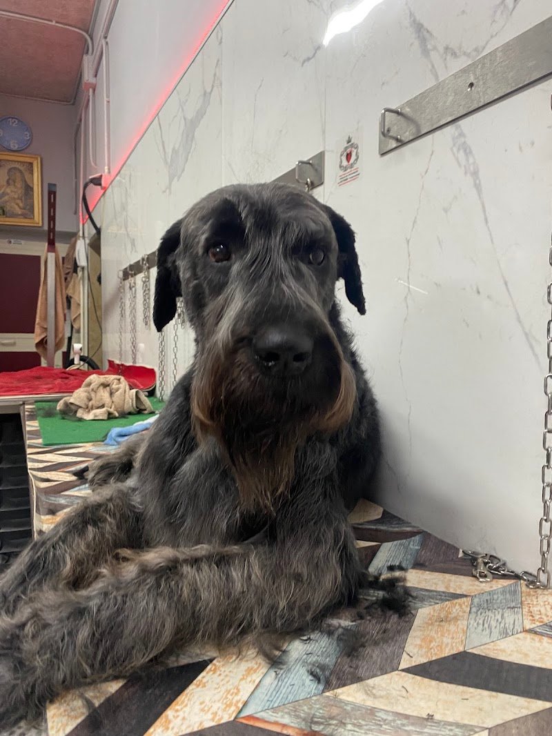 Toelettatura Gli Amici di Melindo - Foto 3