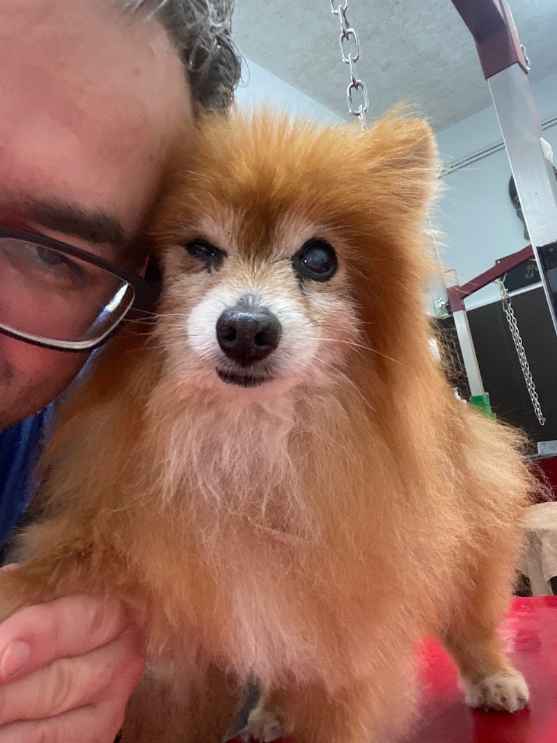 Toelettatura Gli Amici di Melindo - Foto 4