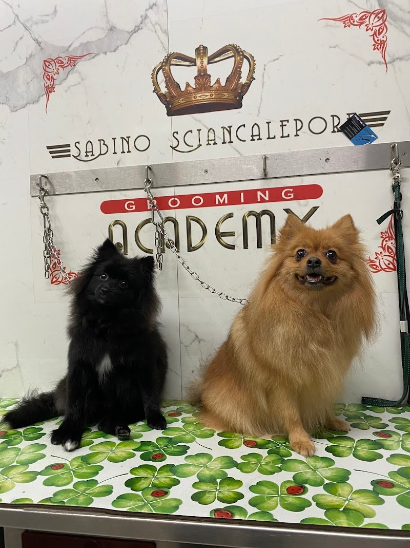 Toelettatura Gli Amici di Melindo - Foto 5