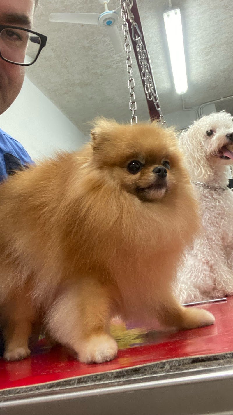 Toelettatura Gli Amici di Melindo - Foto 6