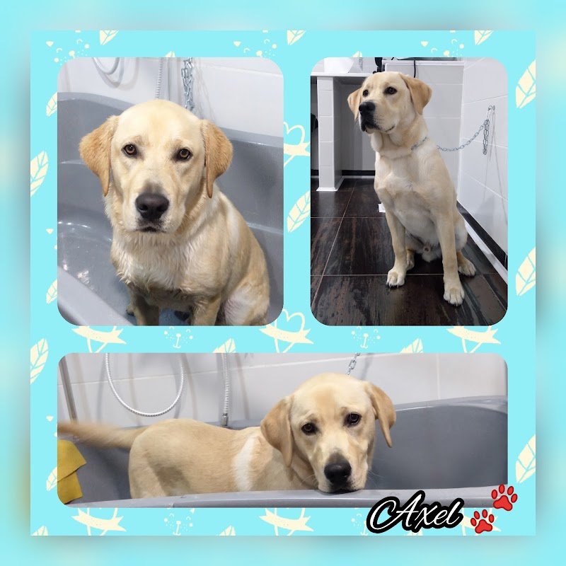 Toelettatura Gli Amici di Pablo - Foto 6