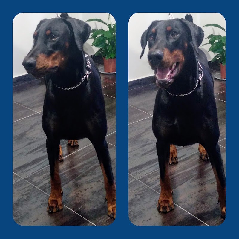 Toelettatura Gli Amici di Pablo - Foto 5