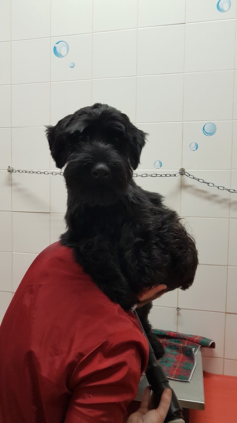 Toelettatura gli Amici di Pedro - Foto 3