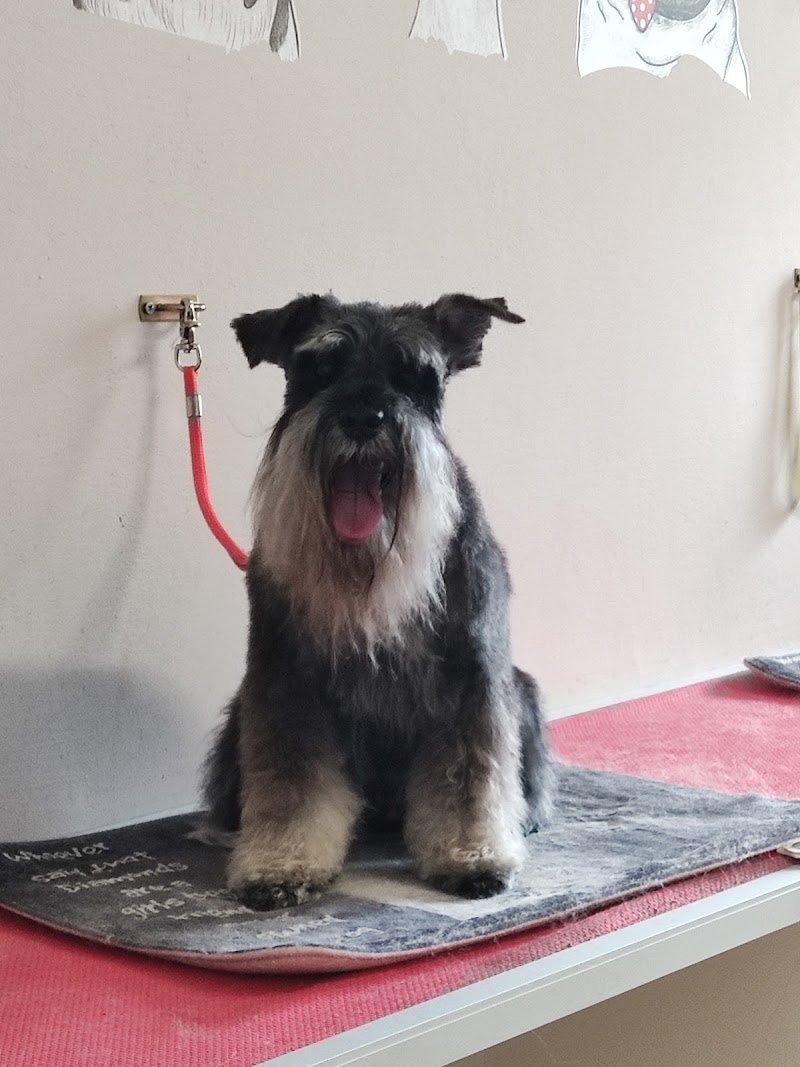 Toelettatura gli Amici di Pedro - Foto 5