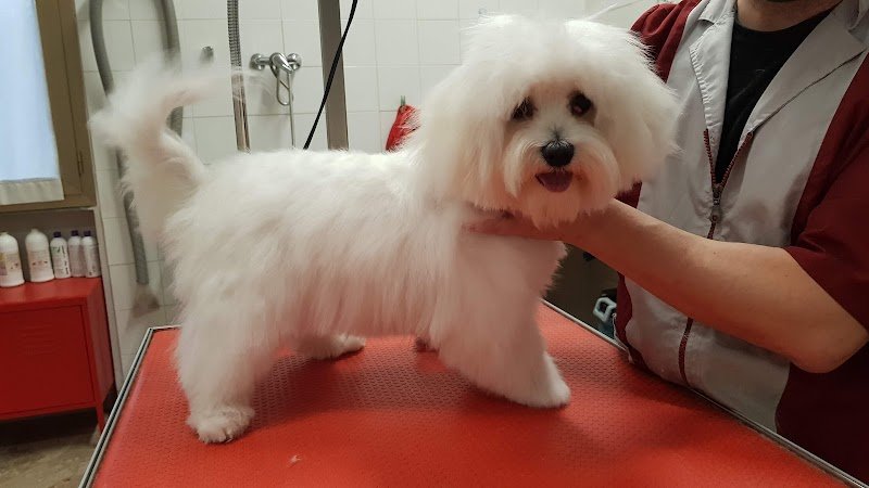 Toelettatura gli Amici di Pedro - Foto 6