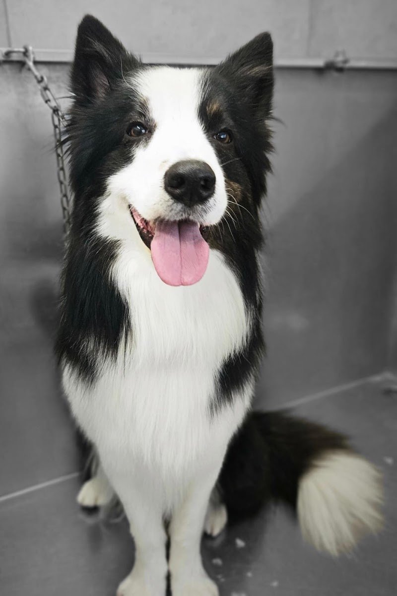 Toelettatura Gli amici di Roby - Foto 1