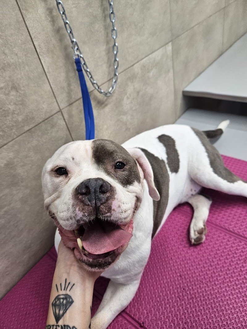 Toelettatura Gli amici di Roby - Foto 2