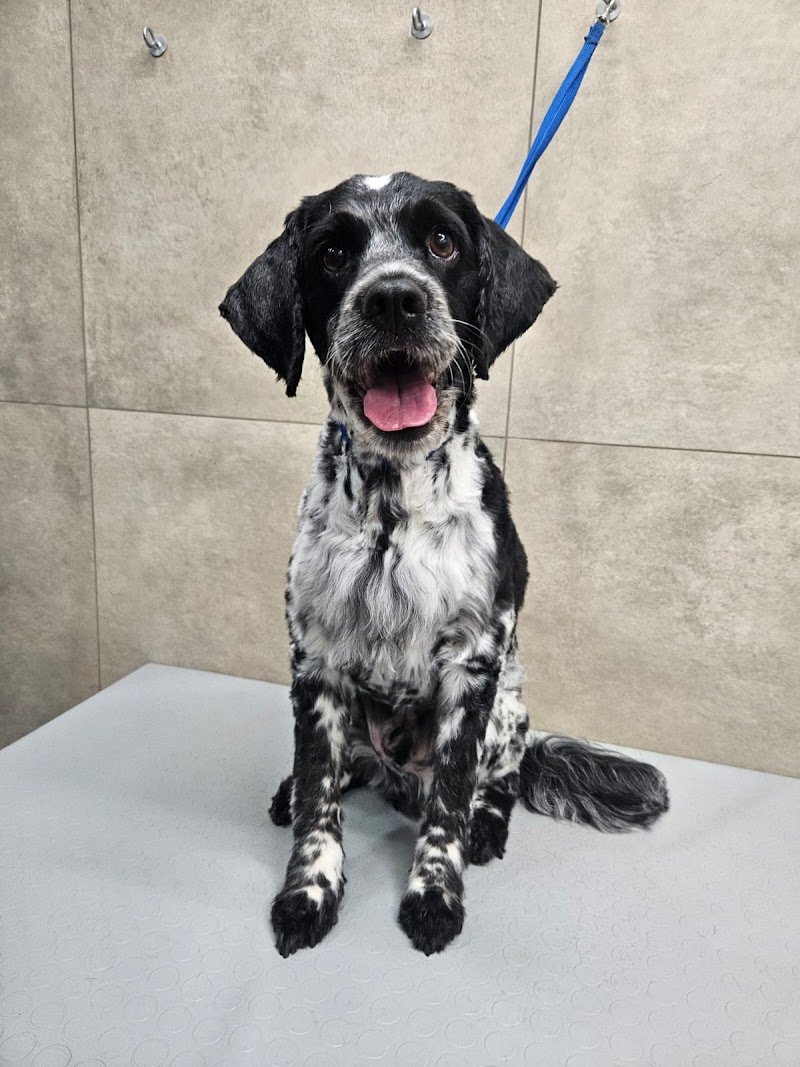 Toelettatura Gli amici di Roby - Foto 3