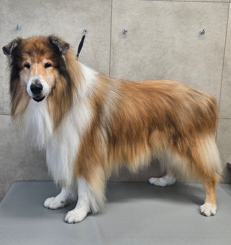 Toelettatura Gli amici di Roby - Foto 5