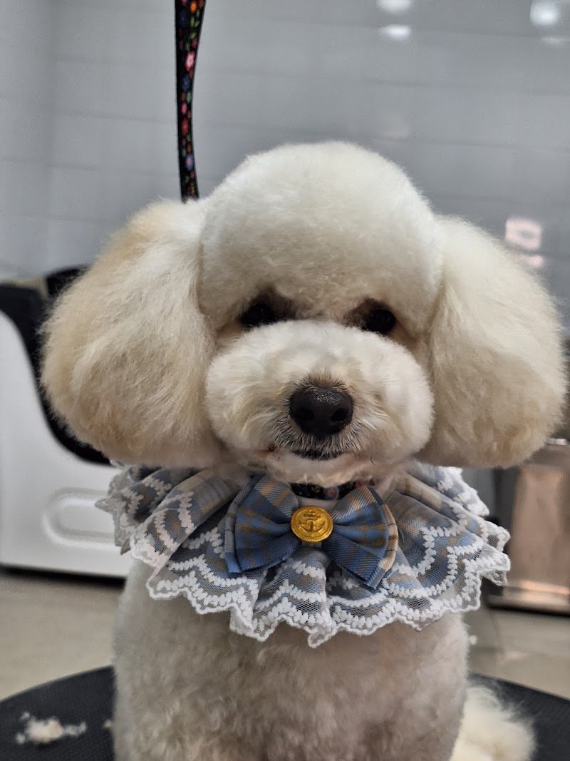 Toelettatura Groom Dog Studio - Foto 1