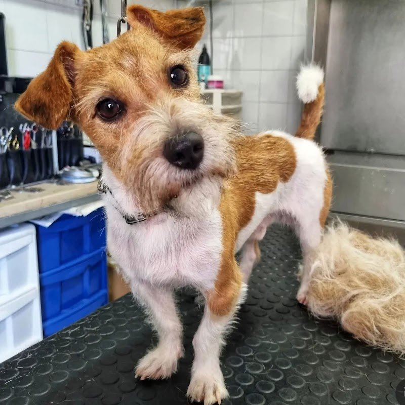 Toelettatura Groom Dog Studio - Foto 4