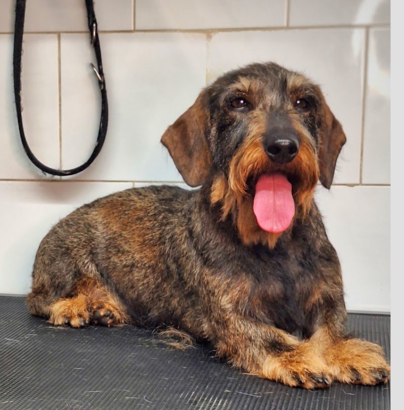 Toelettatura Groom Dog Studio - Foto 5