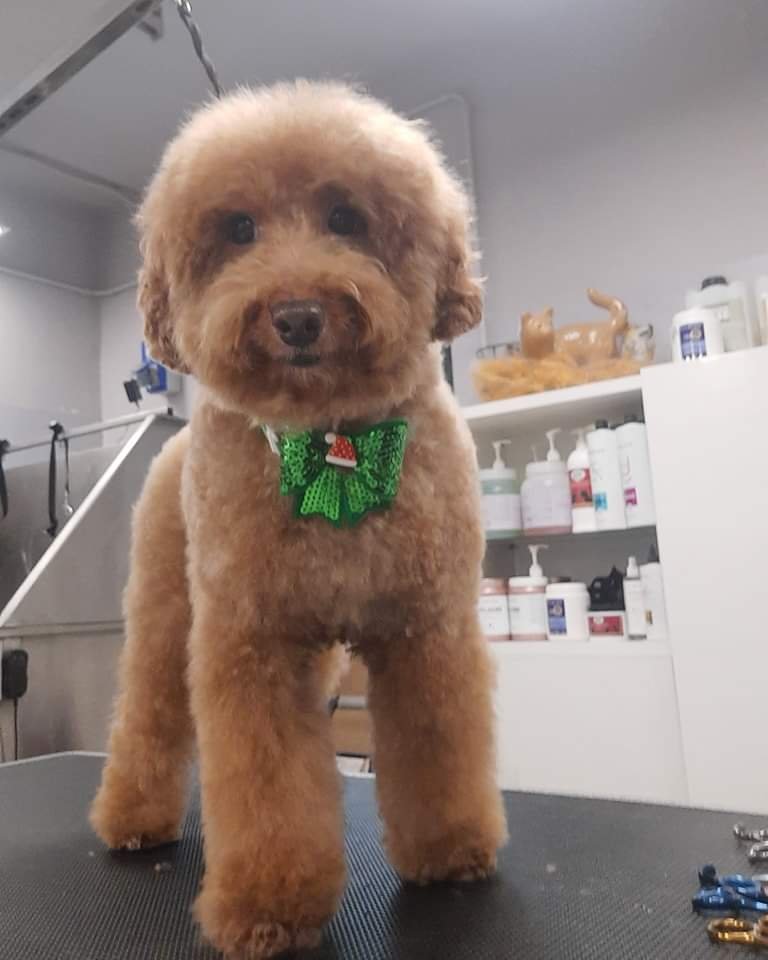 Toelettatura GSR Grooming Studio Revolution - Foto 1