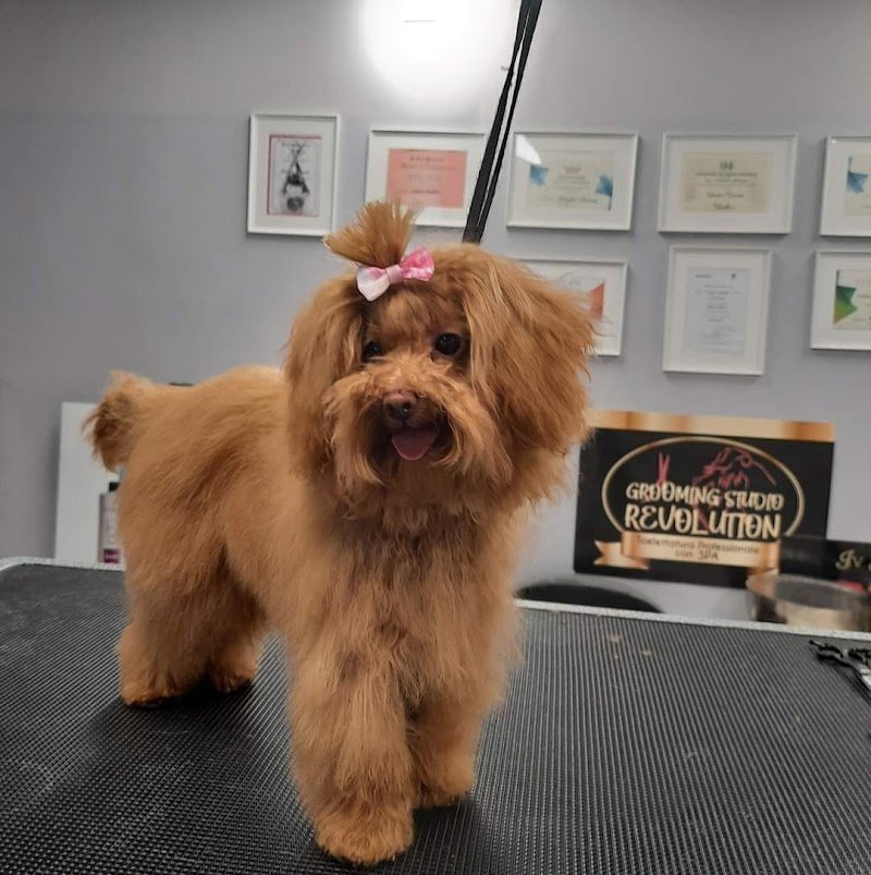 Toelettatura GSR Grooming Studio Revolution - Foto 2