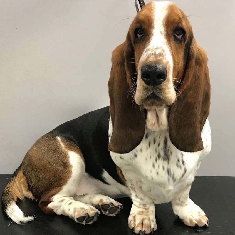 Toelettatura GSR Grooming Studio Revolution - Foto 3