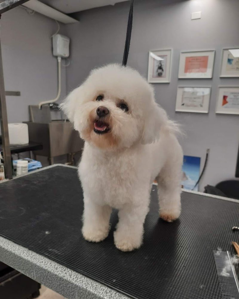 Toelettatura GSR Grooming Studio Revolution - Foto 4