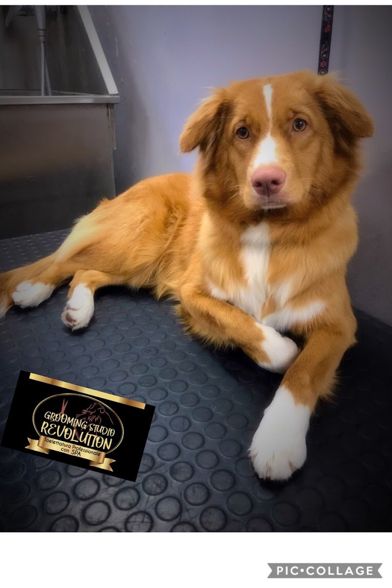 Toelettatura GSR Grooming Studio Revolution - Foto 5