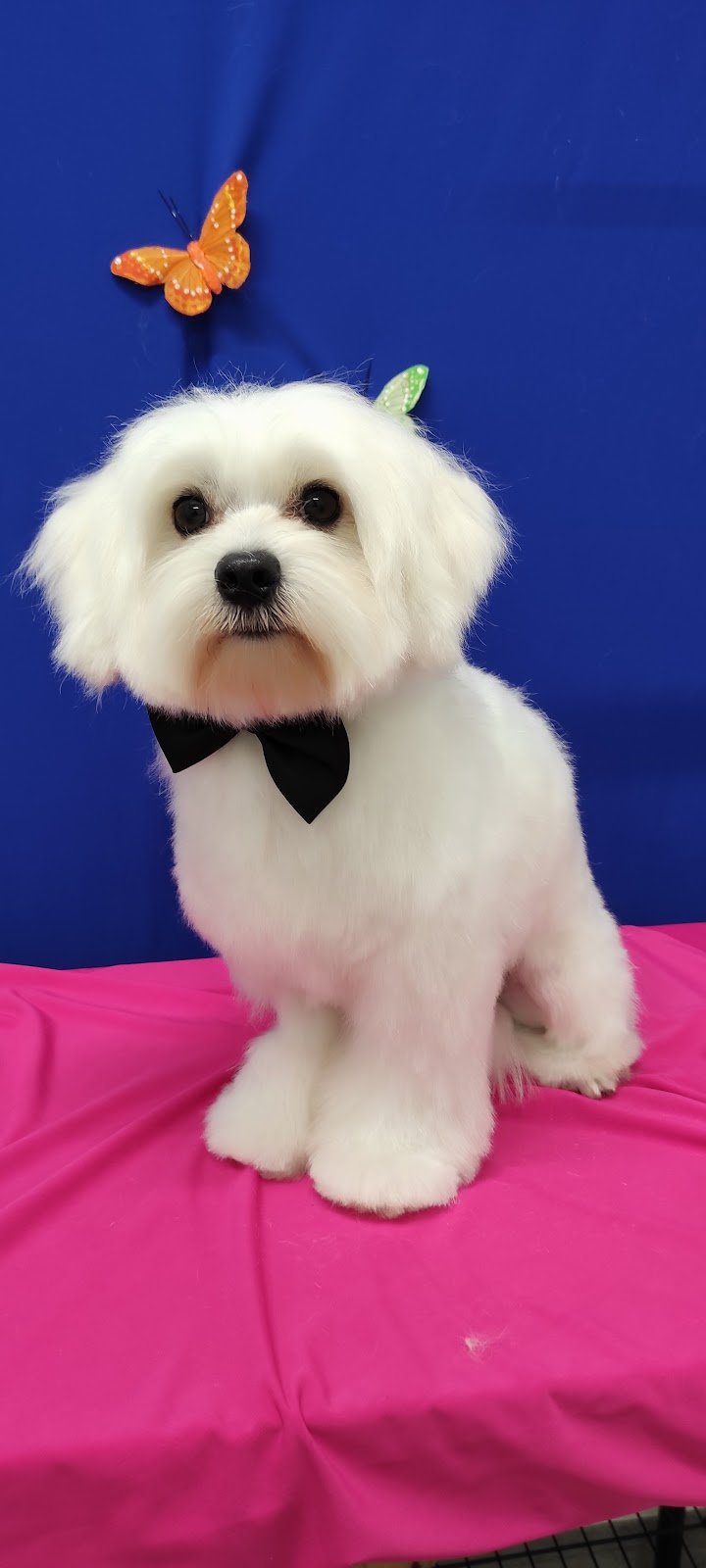 Toelettatura Happy Friends - Foto 2