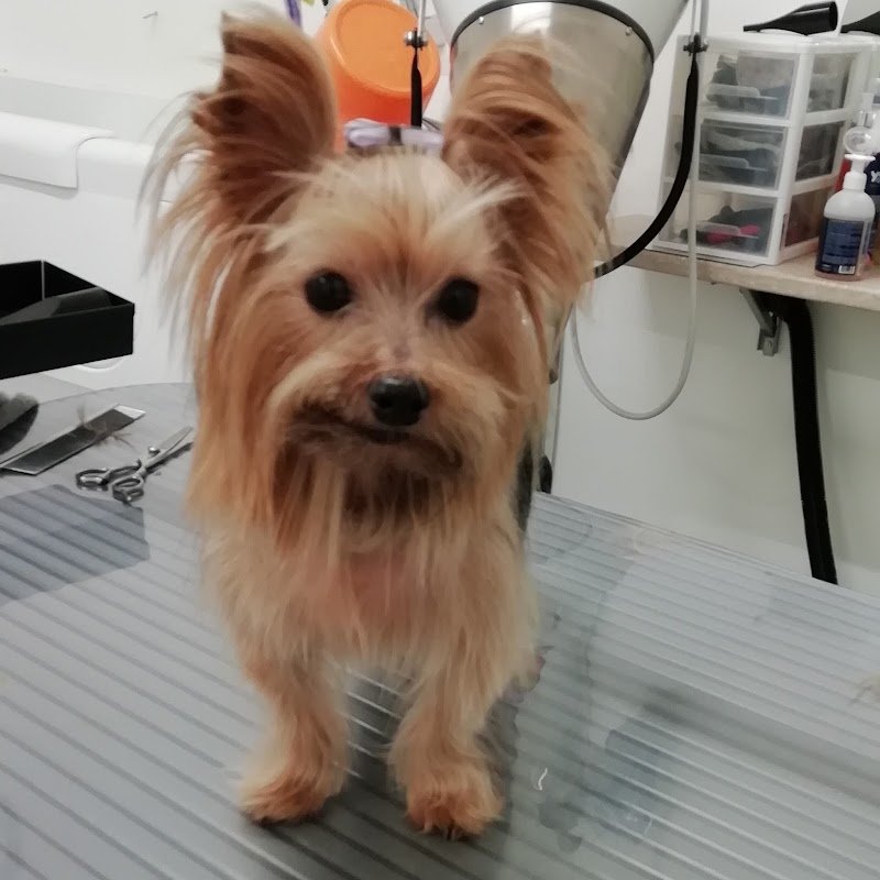 Toelettatura Happy Friends - Foto 3