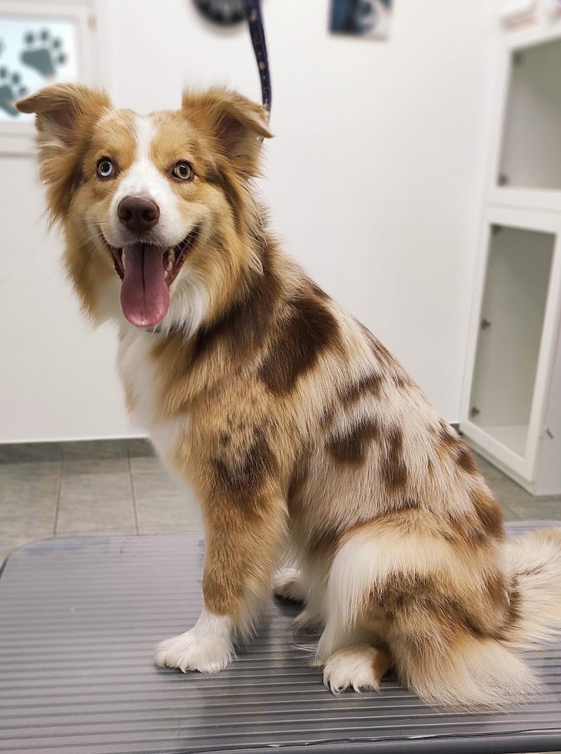 Toelettatura Happy Friends - Foto 4