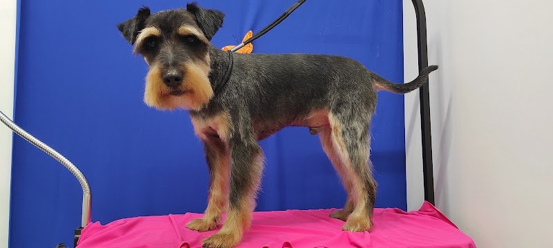 Toelettatura Happy Friends - Foto 6