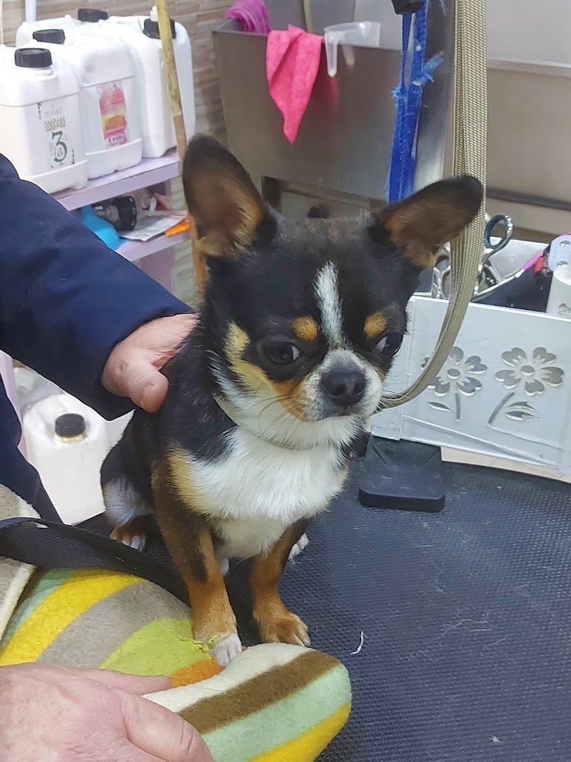 Toelettatura Hello Spank - Foto 1