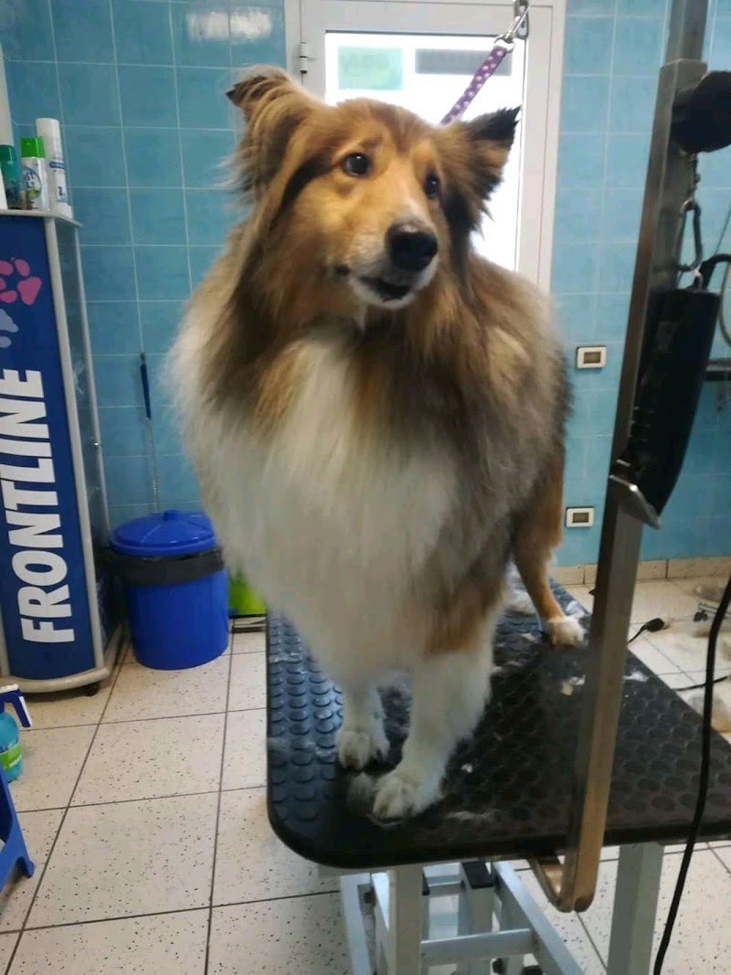 Toelettatura Hobby - Foto 4