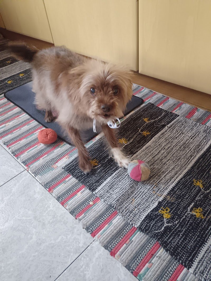 Toelettatura I BULLI DEL QUARTIERE - Foto 3