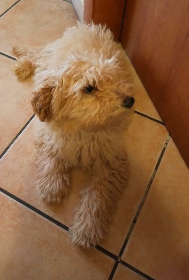 Toelettatura I BULLI DEL QUARTIERE - Foto 4