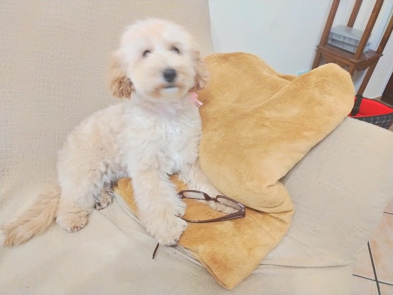 Toelettatura I BULLI DEL QUARTIERE - Foto 6