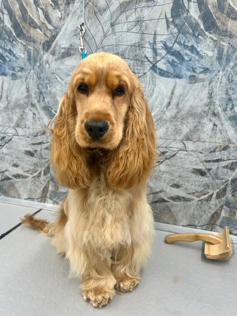 Toelettatura i Cucciolosi - Foto 1