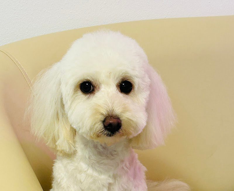 Toelettatura i Cucciolosi - Foto 2