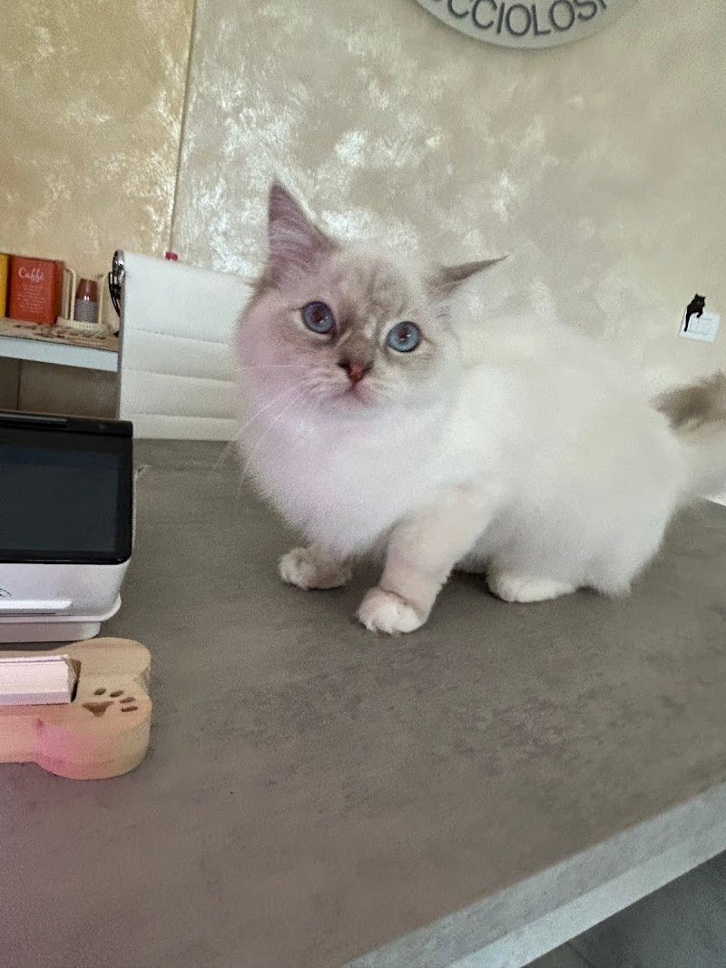 Toelettatura i Cucciolosi - Foto 3