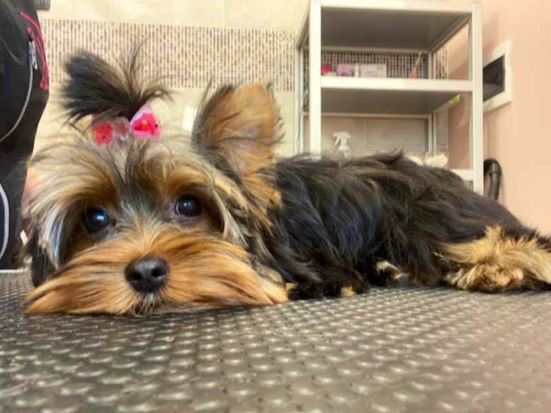 Toelettatura i Cucciolosi - Foto 4