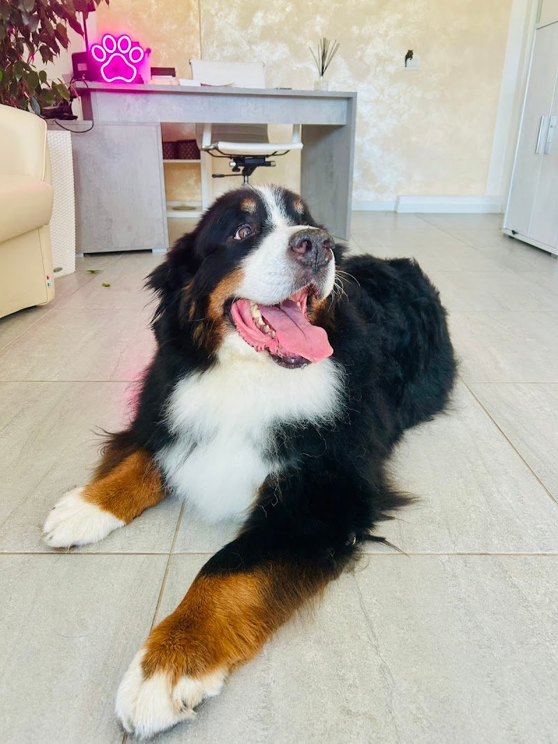 Toelettatura i Cucciolosi - Foto 5