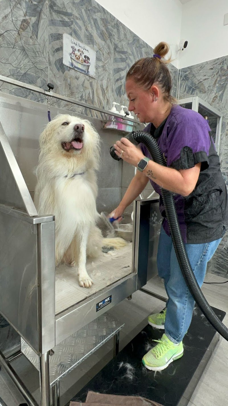 Toelettatura i Cucciolosi - Foto 6