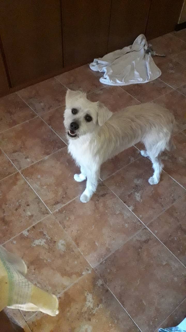 Toelettatura Idefix - Foto 3