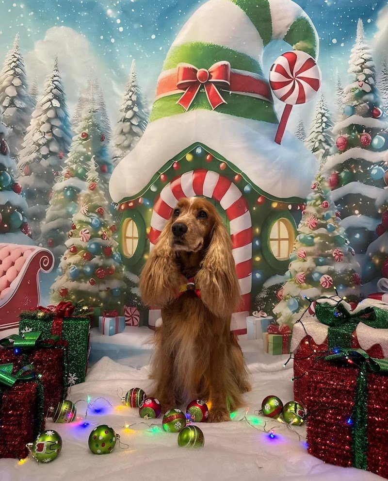 Toelettatura il Bagnetto...Way to Love your Pets di Marika Bramini & Daiana Maiocchi - Foto 2