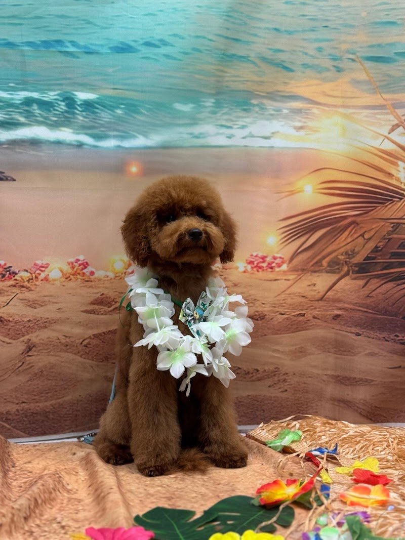 Toelettatura il Bagnetto...Way to Love your Pets di Marika Bramini & Daiana Maiocchi - Foto 4