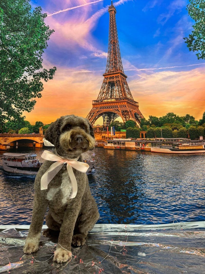 Toelettatura il Bagnetto...Way to Love your Pets di Marika Bramini & Daiana Maiocchi - Foto 5