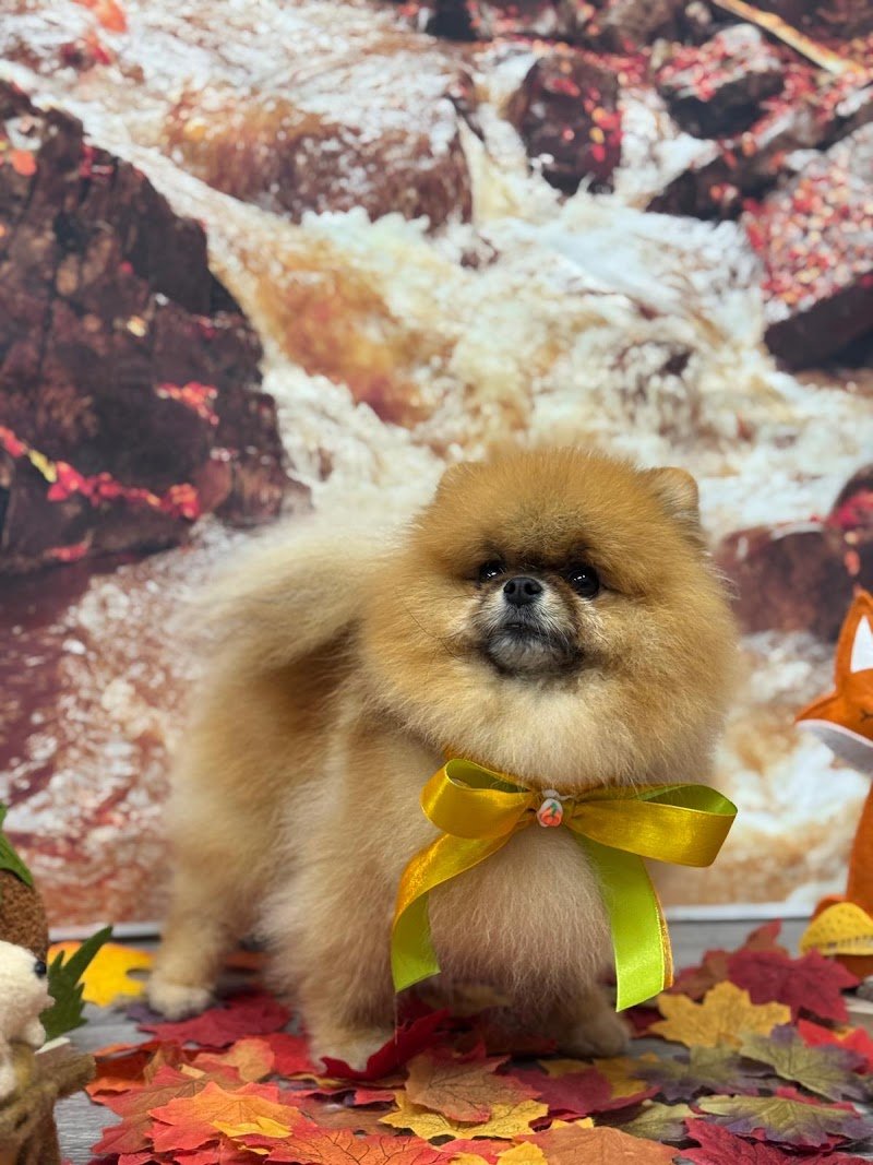 Toelettatura il Bagnetto...Way to Love your Pets di Marika Bramini & Daiana Maiocchi - Foto 6