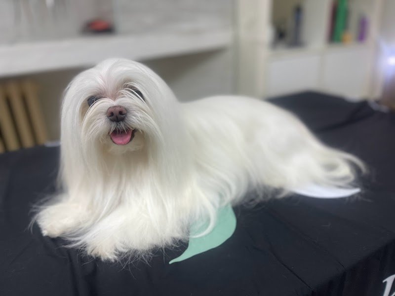 Toelettatura Il Bagno di Fido - Foto 1