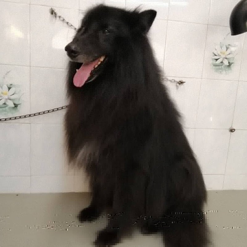 Toelettatura Il Bagno di Fido - Foto 3