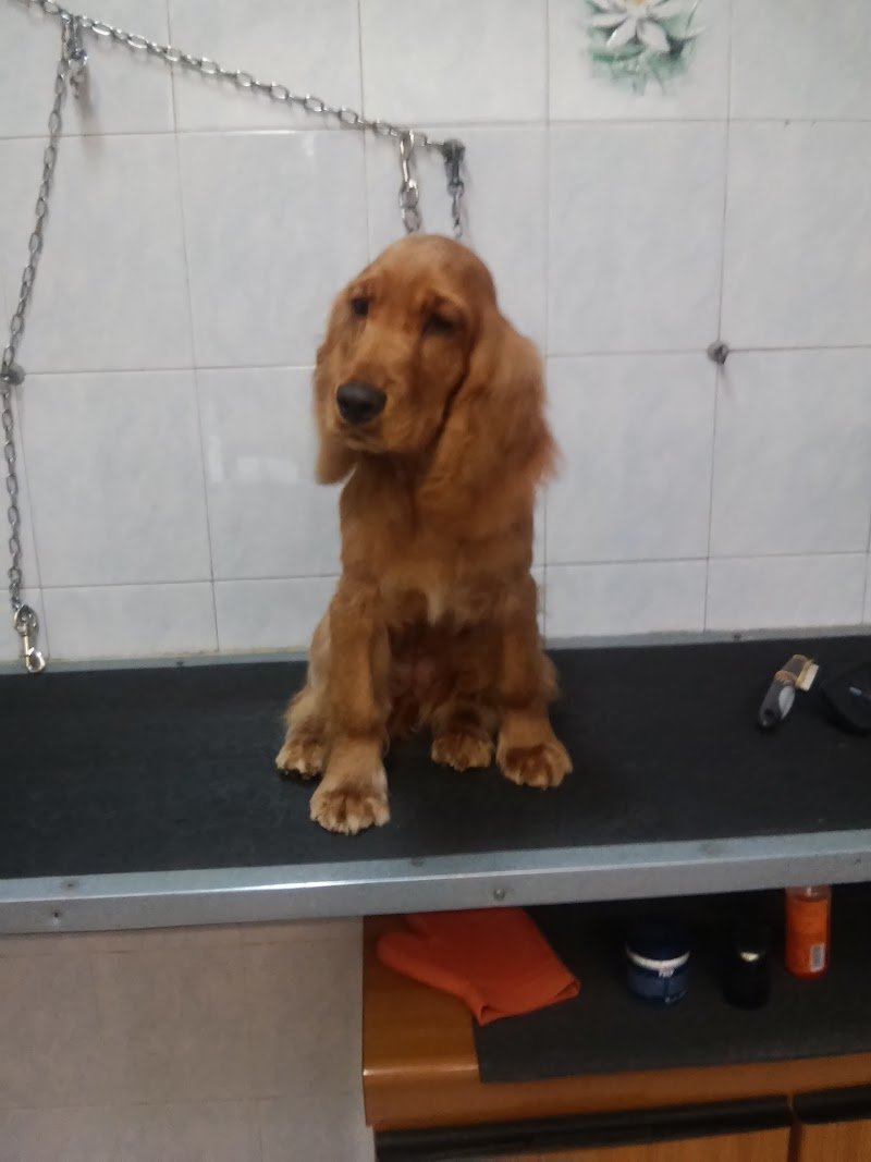 Toelettatura Il Bagno di Fido - Foto 6